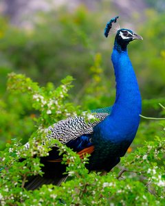 peacock-sri-lanka